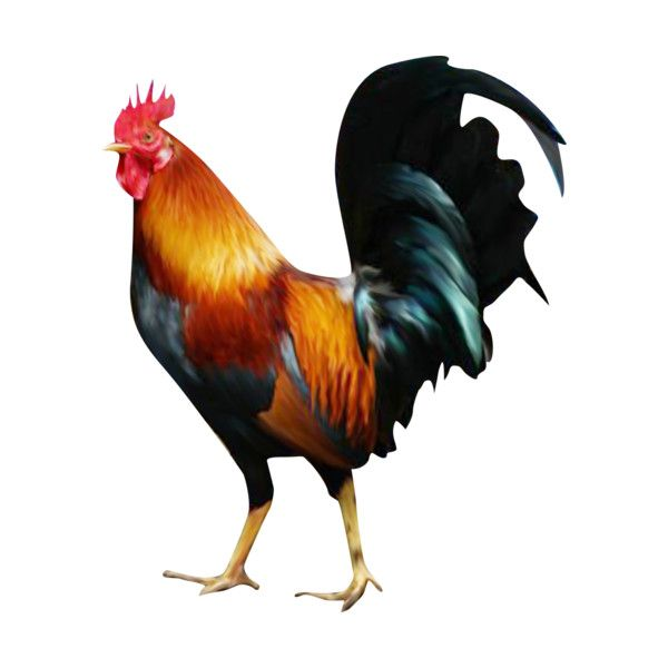 Петух на прозрачном фоне