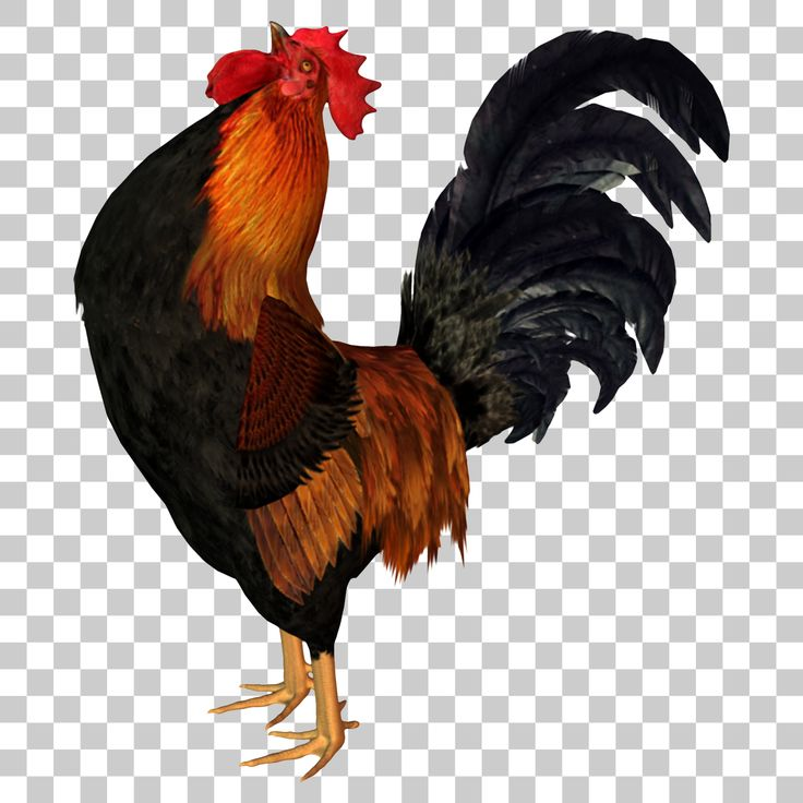 Петух кукарекает