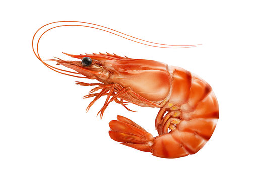 Креветка на белом фоне