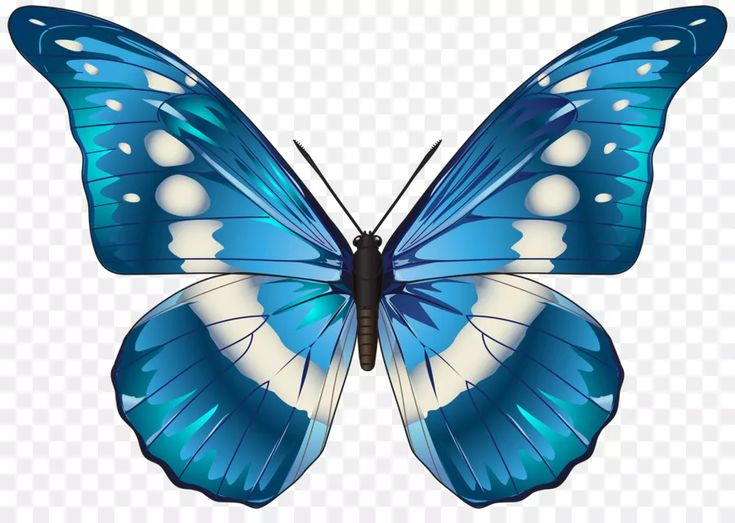 Бабочка рисунок
