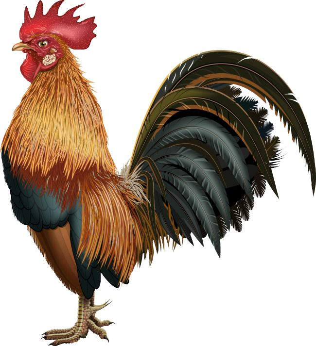 Петух для детей на прозрачном фоне