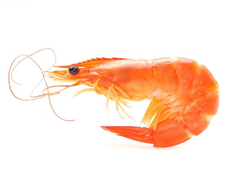 Креветка на белом фоне