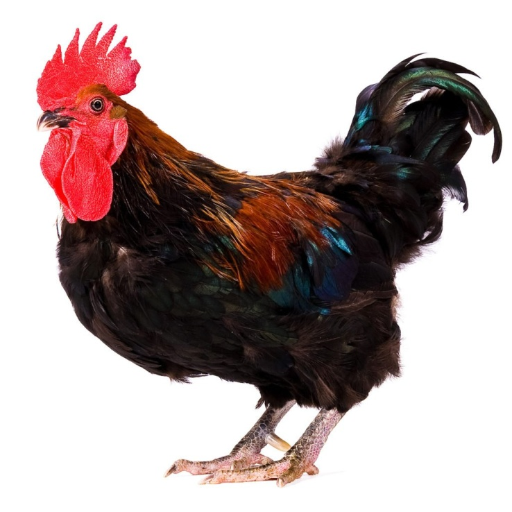 Петухи домашние