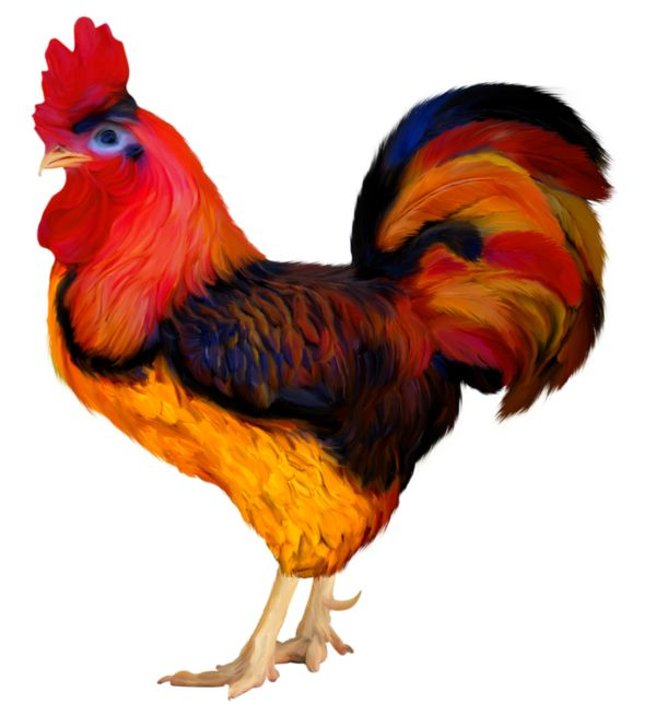 Цветные курицы