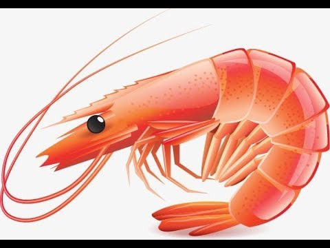 Креветка Векторная