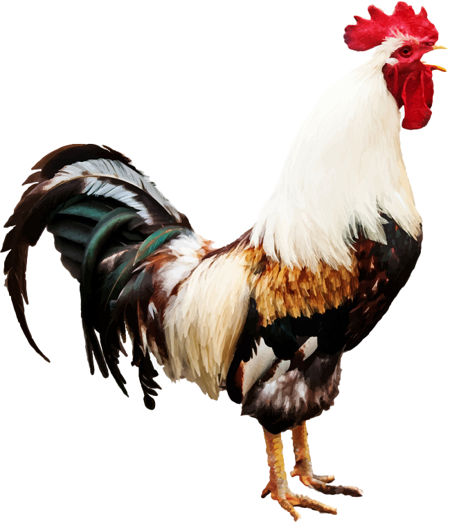 Петух YF ,TKJB ajyt