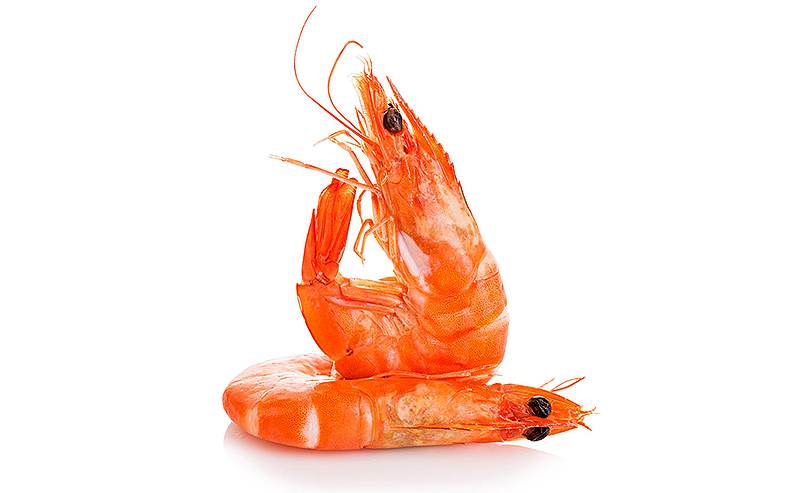 Креветкреветка на белом фоне