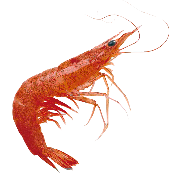 Креветка на прозрачном фоне