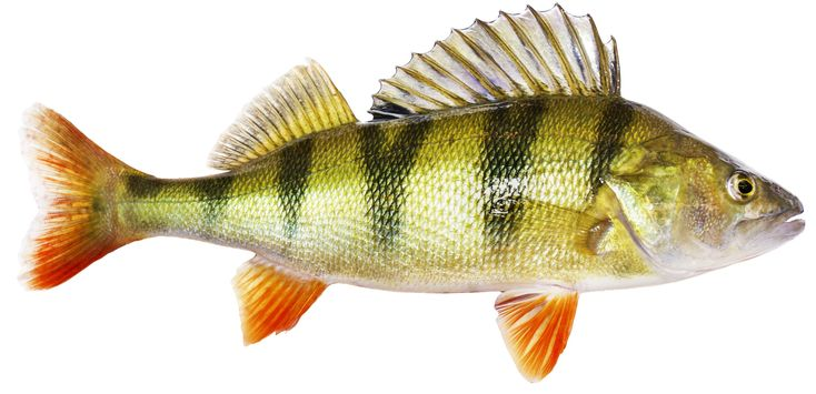 Берш окунь Судак