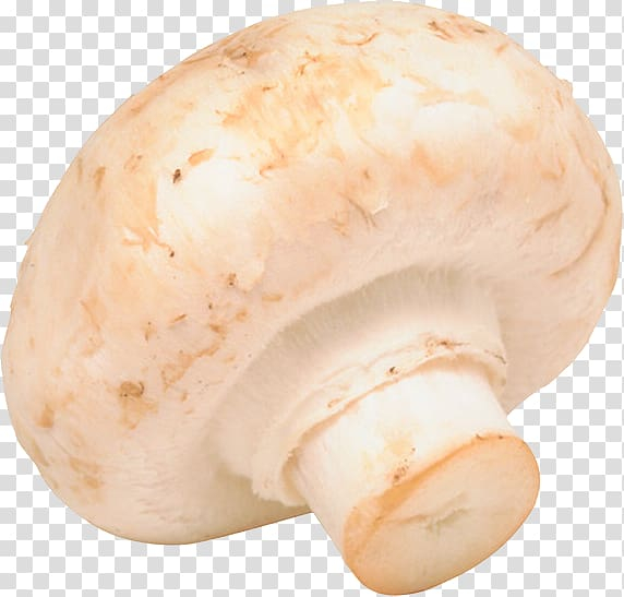 Шампиньоны на белом фоне