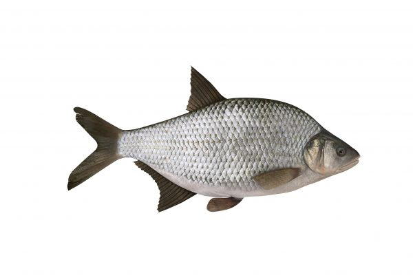 Подлещик на белом фоне