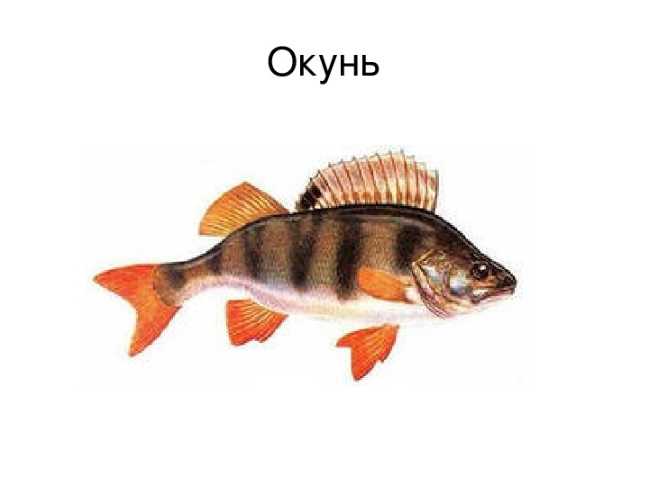 Окунь на прозрачном фоне