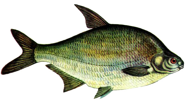 Лещ для детей