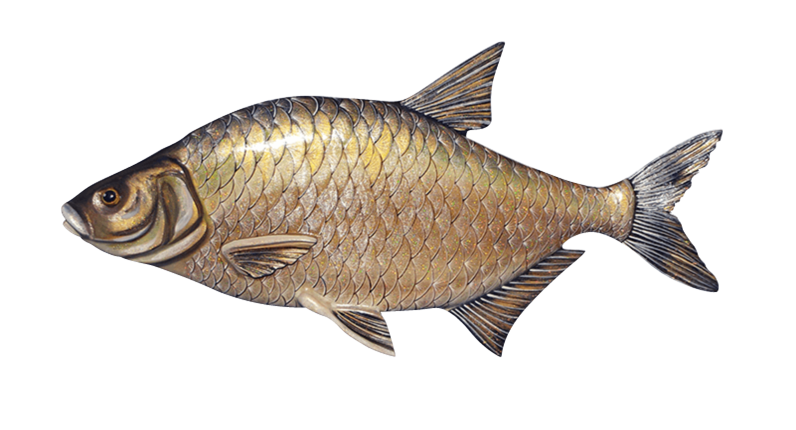 Рыбки на белом фоне