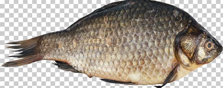 Рыба на прозрачном фоне