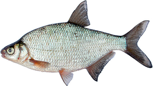 Речная рыба густера