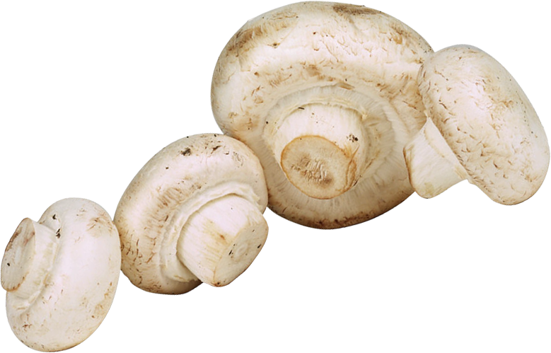 Грибы шампиньоны на прозрачном фоне