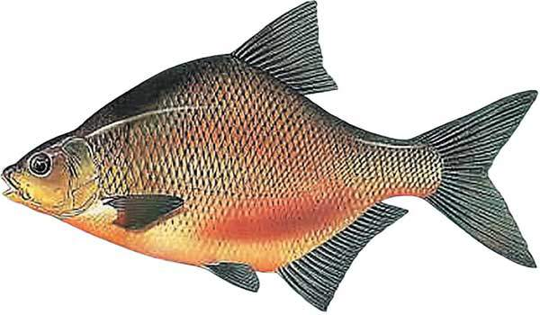 Лещ на белом фоне