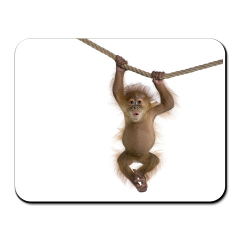 Обезьяна на ветке