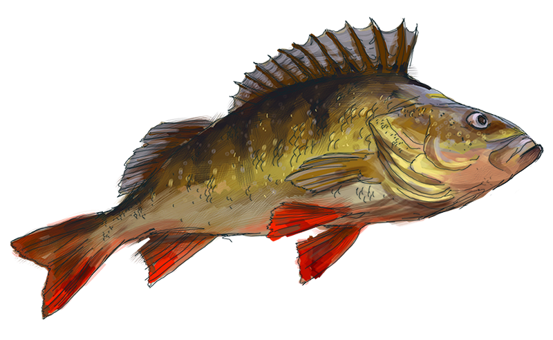 Рыба Ерш Речной