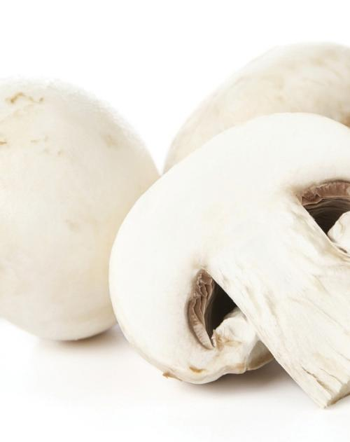 Шампиньон белый