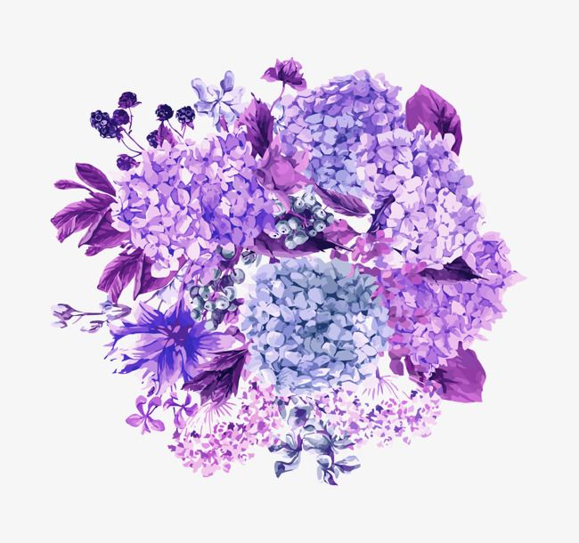 Гортензия Лавандовая