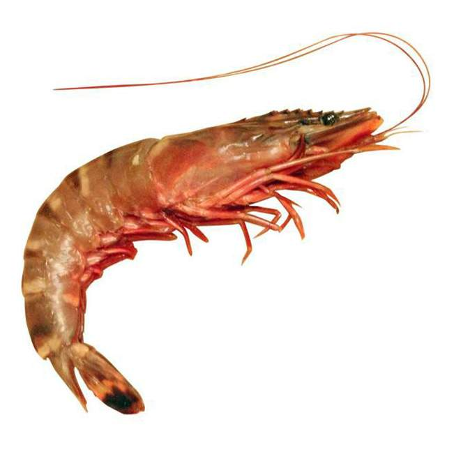 Креветка на белом фоне