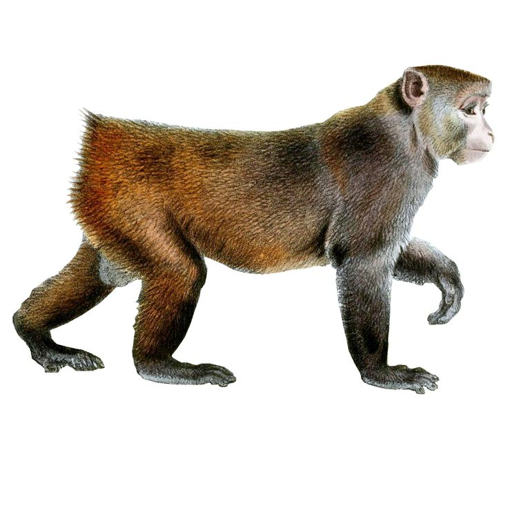 Обезьяна на прозрачном фоне