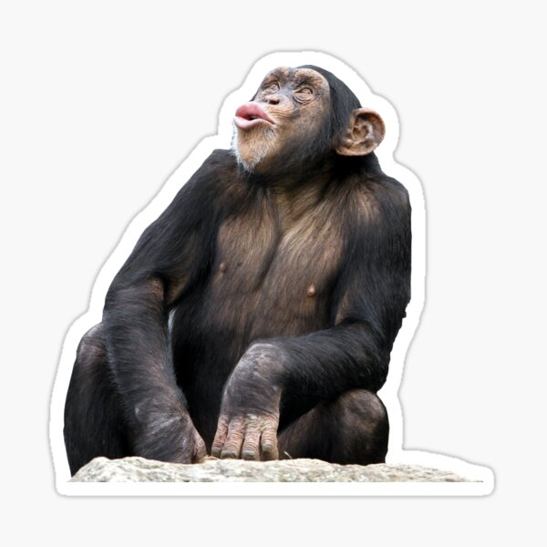 Обезьяна на прозрачном фоне