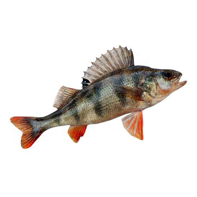 Окунь на белом фоне