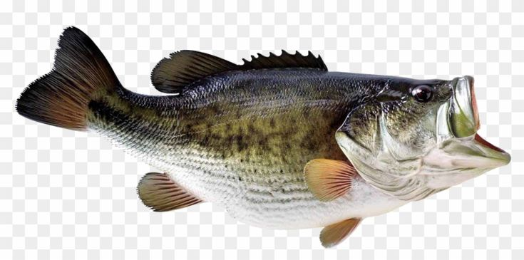 Окунь черный Большеротый