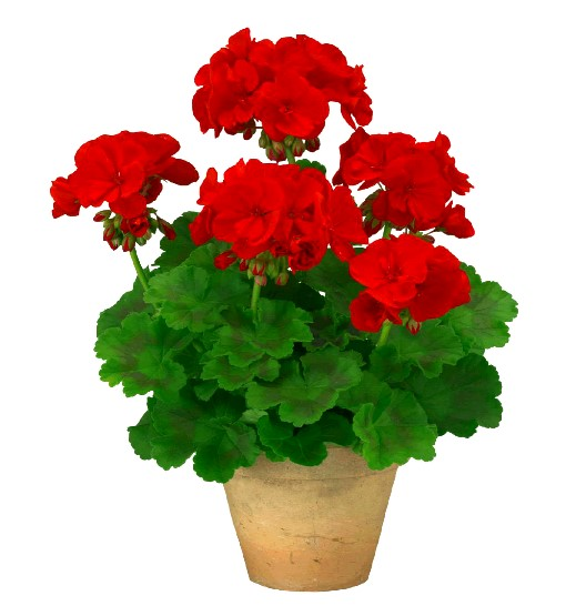 Пеларгония Dibbinsdale