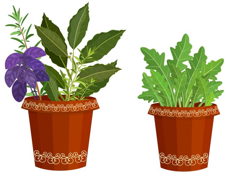 Цветок в горшке