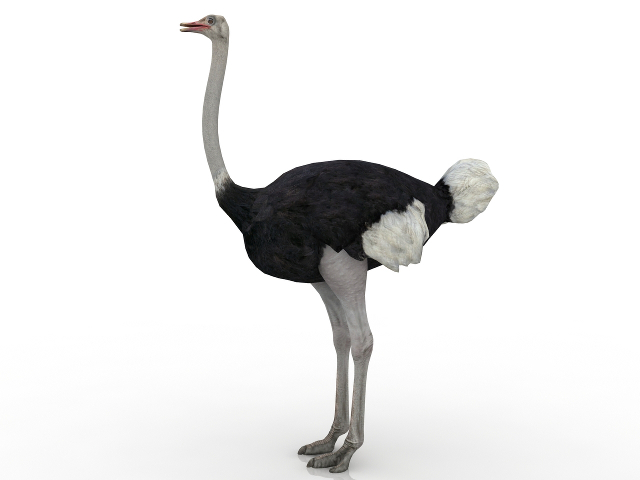 Африканский страус на белом фоне