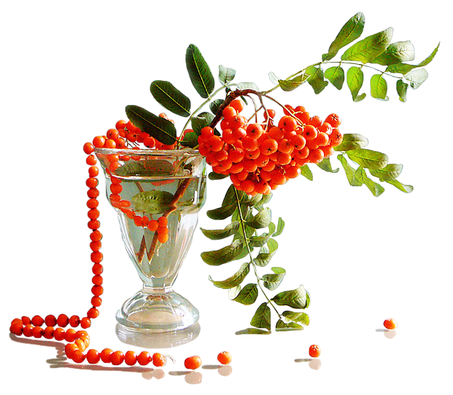 Рябина рисунок