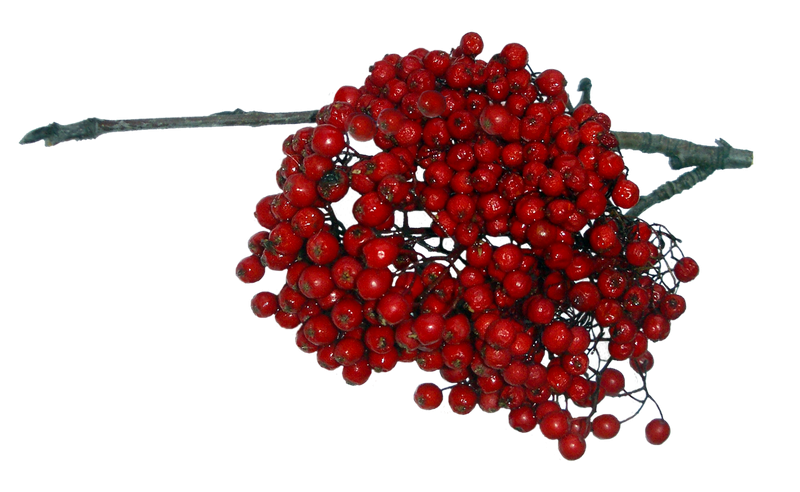 Рябина на белом фоне