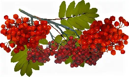 Рябина картинка для детей