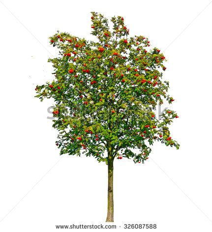 Рябина обыкновенная (кустовая) Sorbus aucuparia