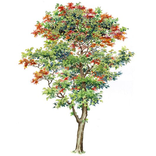 Дерево рябина на прозрачном фоне