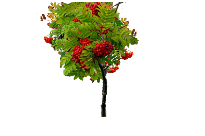 Калина обыкновенная дерево