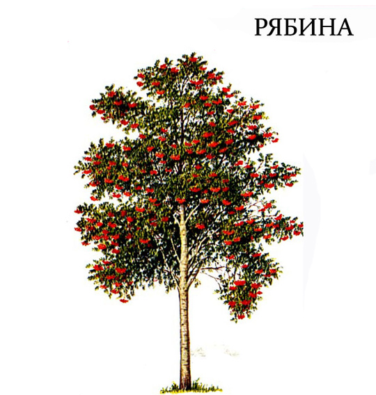 Рябина дерево для детей