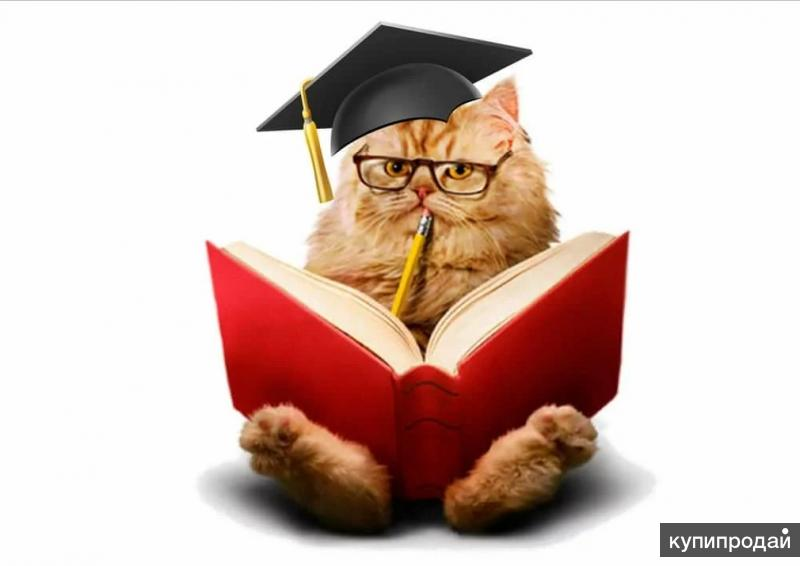 Умный кот