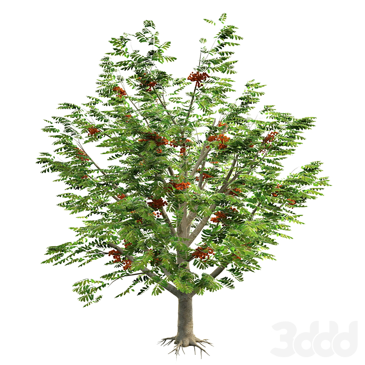 Рябина дерево крона