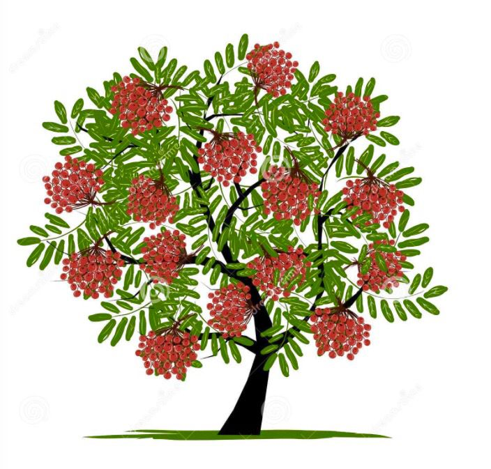 Дерево рябина для дошкольников