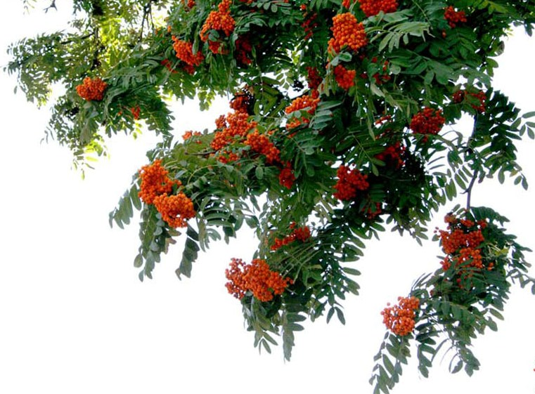 Рябина кустарник