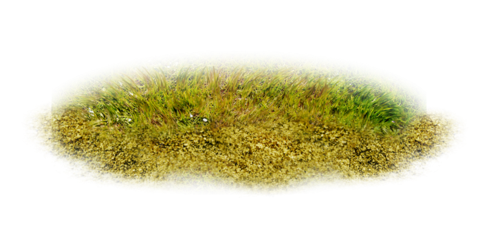 Осенняя трава на прозрачном фоне