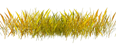 Осенняя трава на прозрачном фоне