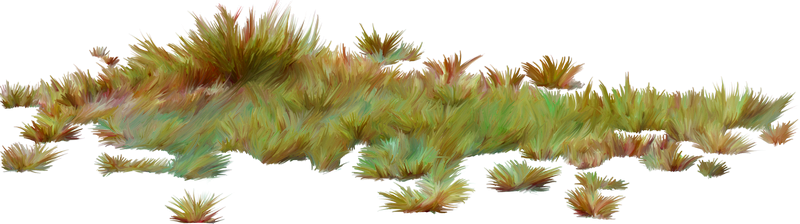 Сухая трава на прозрачном фоне