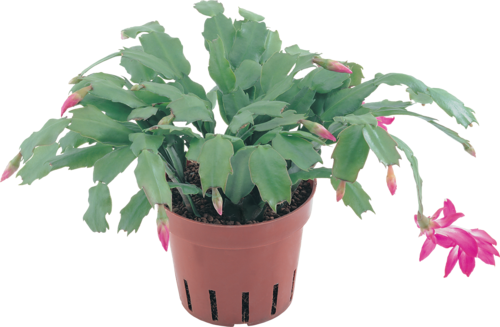 Зигокактус цветок