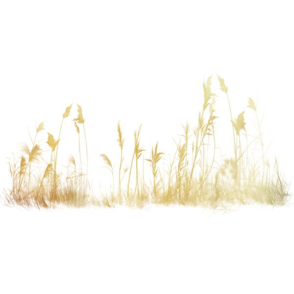 Сухая трава на прозрачном фоне